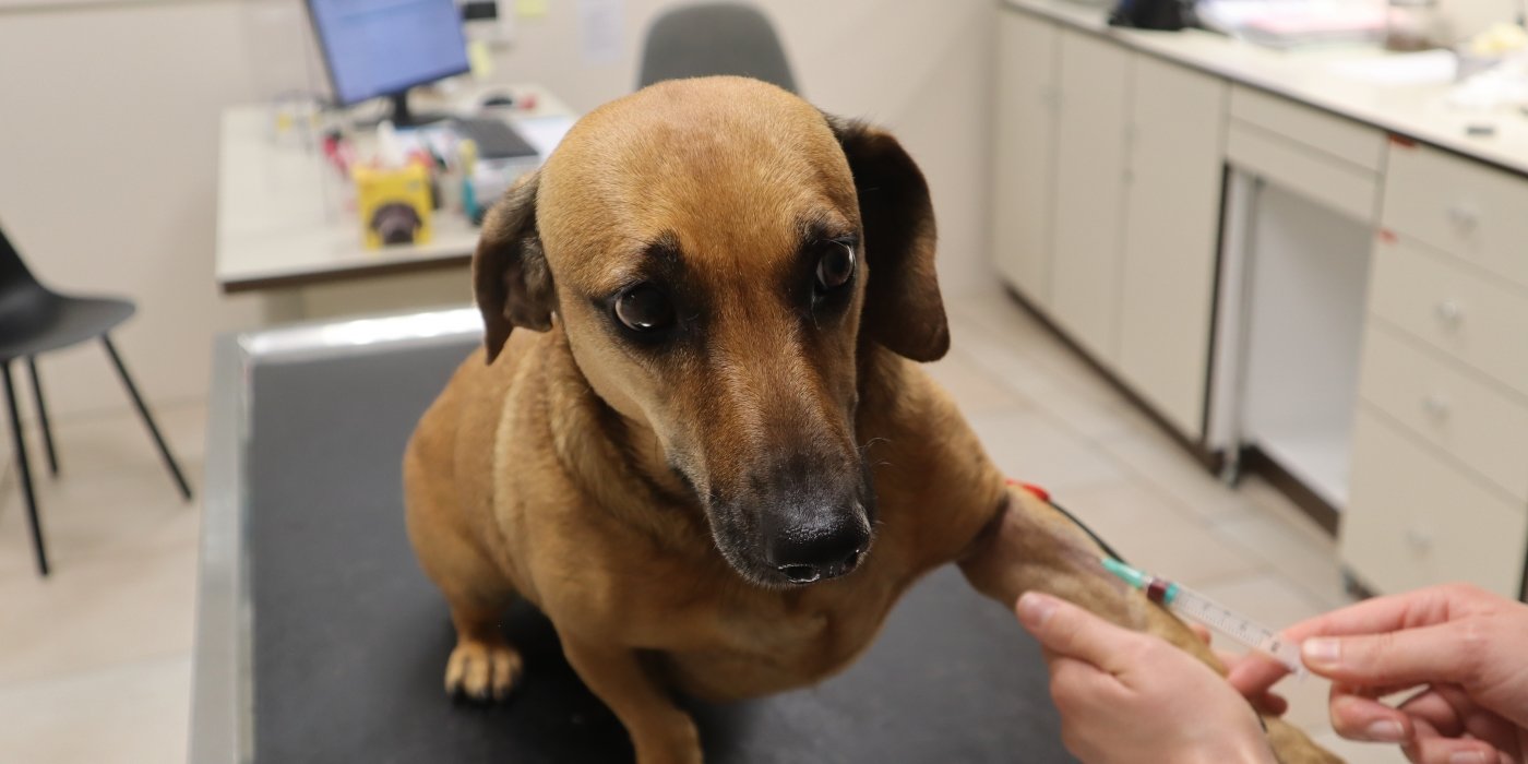 Alles Wat Je Moet Weten Over Vaccinaties Bij De Hond - Artikel - Dierenarts Nachtegaele