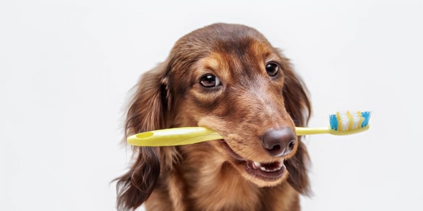 Help Mijn Hond Heeft Een Te Korte Snuit - Artikel - Dierenarts Nachtegaele