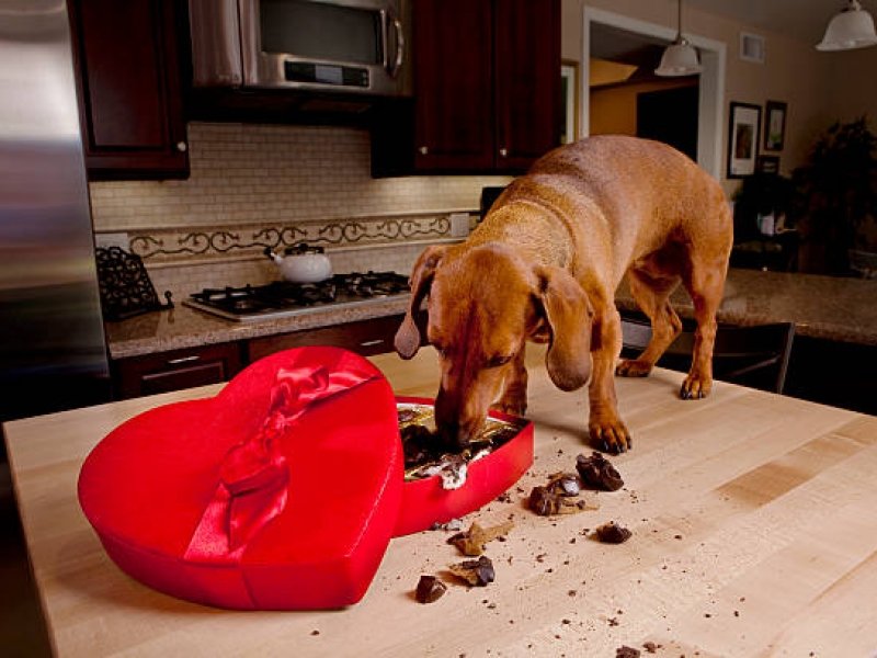 Chocoladevergiftiging Bij Hond - Artikel - Dierenarts