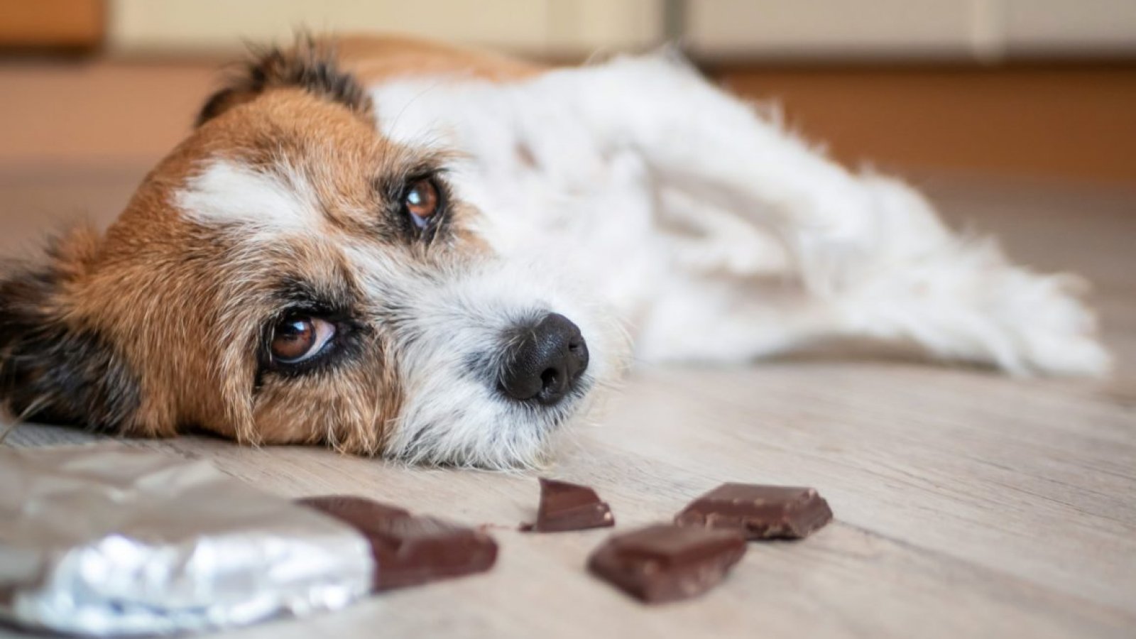 Chocoladevergiftiging Bij De Hond - Artikel - Dierenarts Nachtegaele