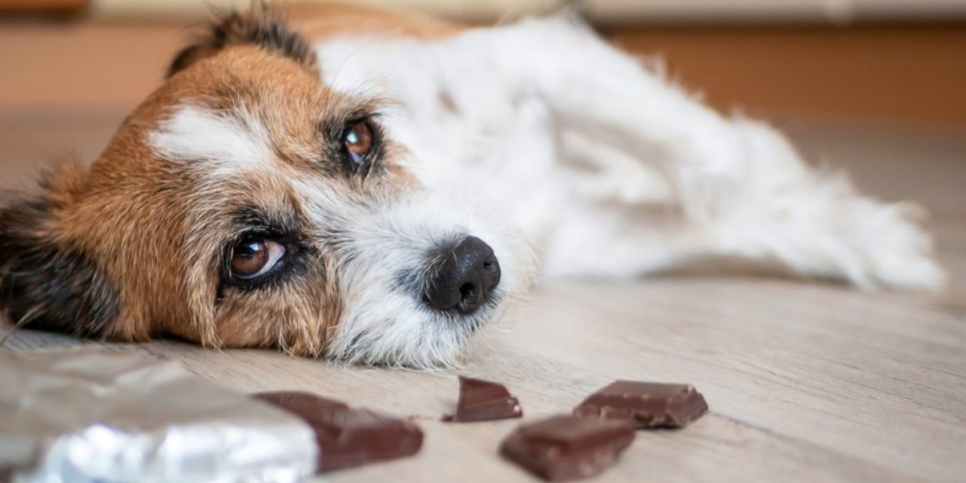 Chocoladevergiftiging bij de hond